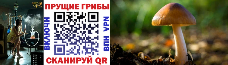 цена   Богучар  Псилоцибиновые грибы прущие грибы 